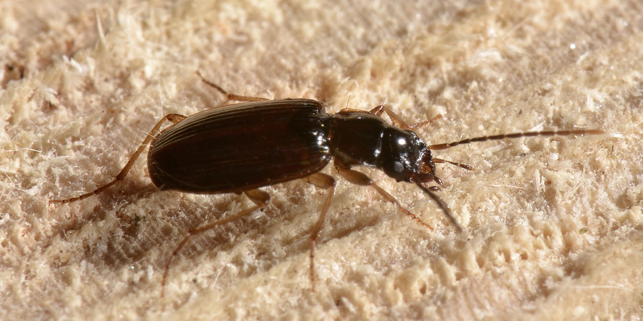 Carabidae:  Badister collaris?  No, Badister cfr. peltatus